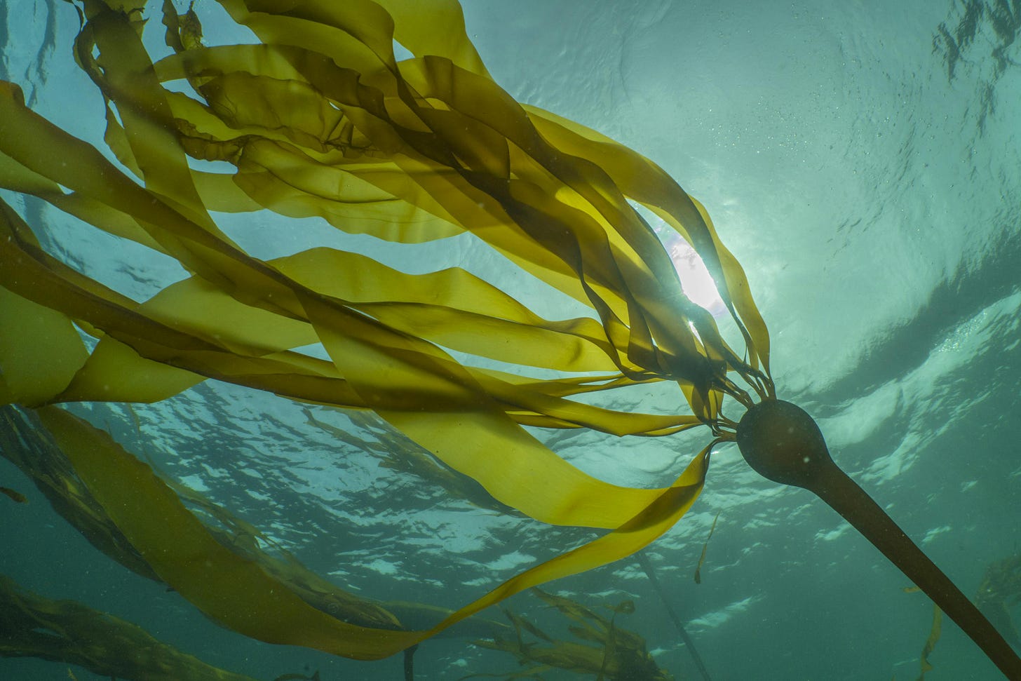 Kelp Forests: A Key Climate Change Solution