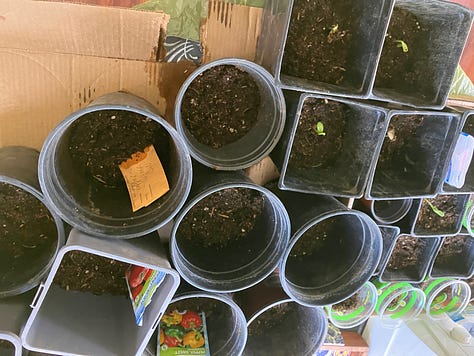 Pumpkins, tomatoes, sunflowers, peppers, and other seeds growing in pots
