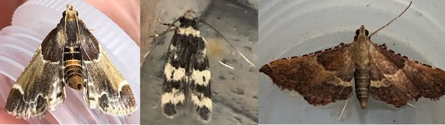 Meal Moth, Oegoconia sp, Rosy Tabby