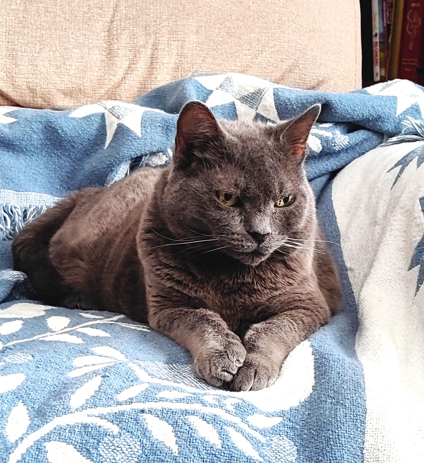 gray cat sitting on a blue and white throw blanket gray cat sitting on a blue and white throw blanket
