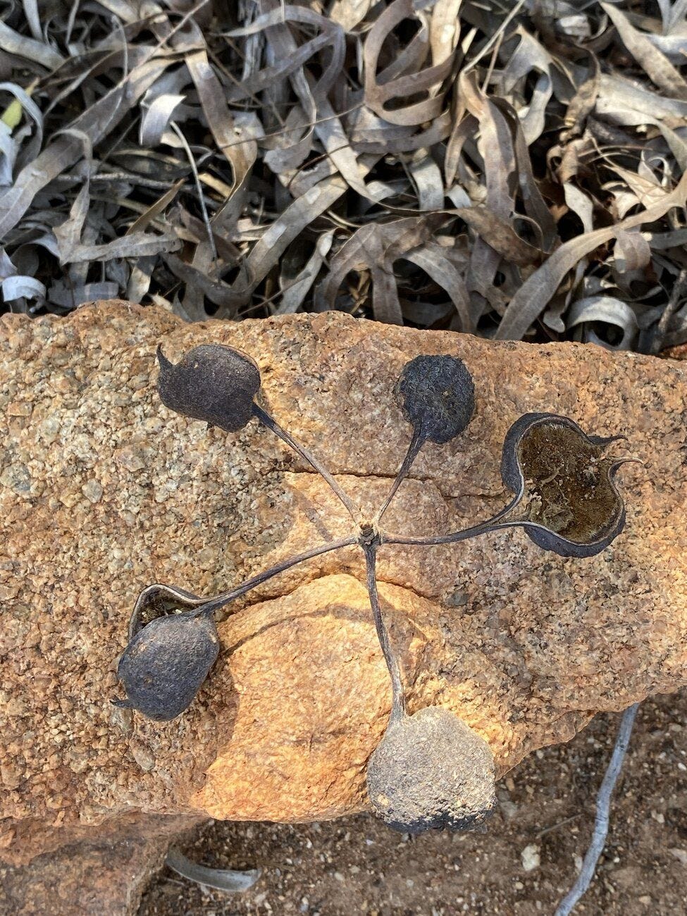 Brachychiton gregorii [pods - ATLAS - L. Fedec, 2021].jpeg