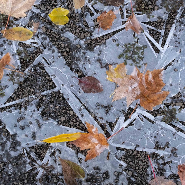Diptych, leaves and water frozen in geometric shapes