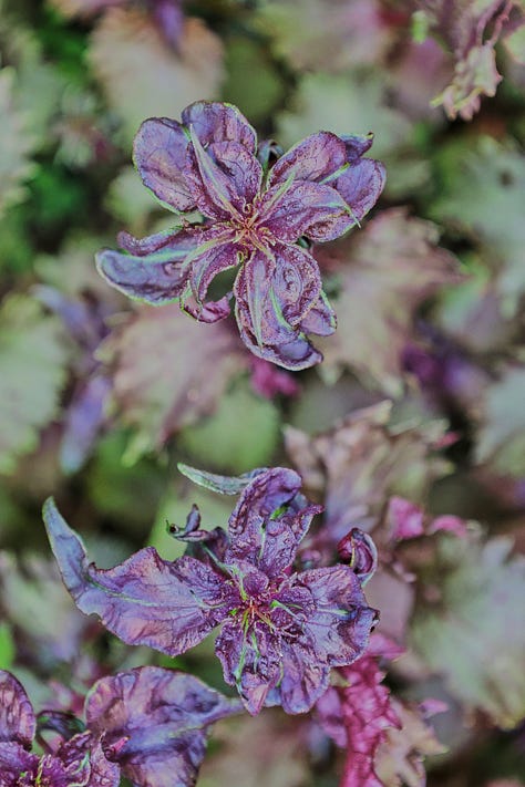 red shiso plants