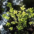 Water is not "H₂O"- it is irreducible and archaic! Photo"Synthesis" is simply the splitting of CO₂ in Plants, no Water is being split!