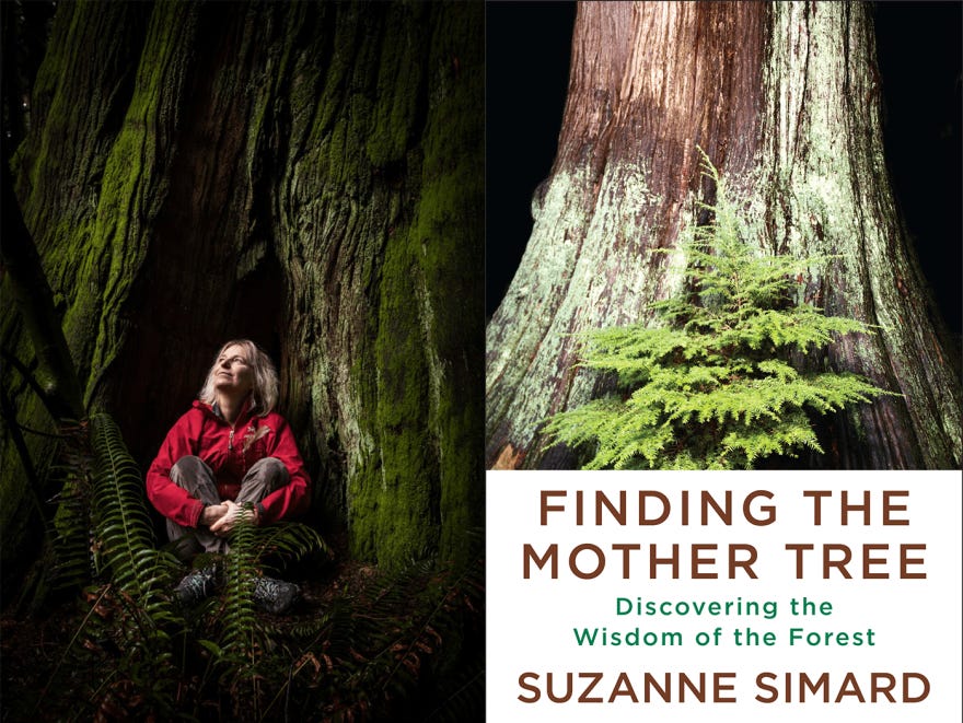 One Planet: Renowned scientist Suzanne Simard discusses the wisdom of the forest | KALW One Planet: Renowned scientist Suzanne Simard discusses the wisdom of the forest | KALW