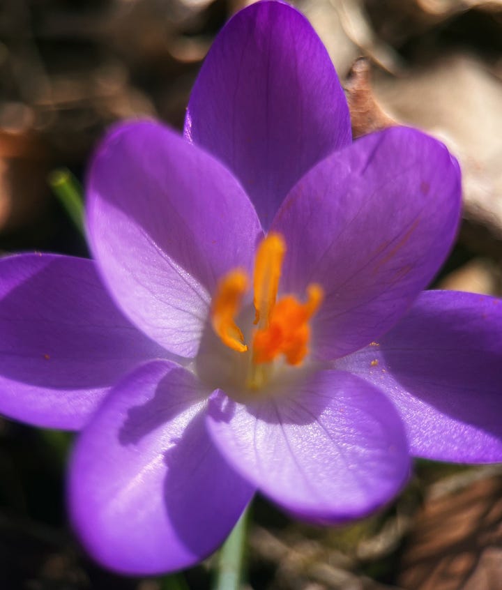 A cluster of purple woodland crocuses and a close up of its petals