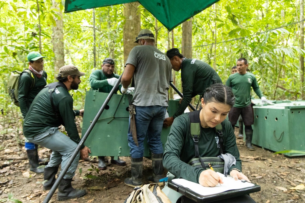Dennise Ortiz, Costa Rican wildlife veterinarian, organizes white-lipped peccary medical records during translocation at the Osa Conservation Campus. Photo by Ian Rock.