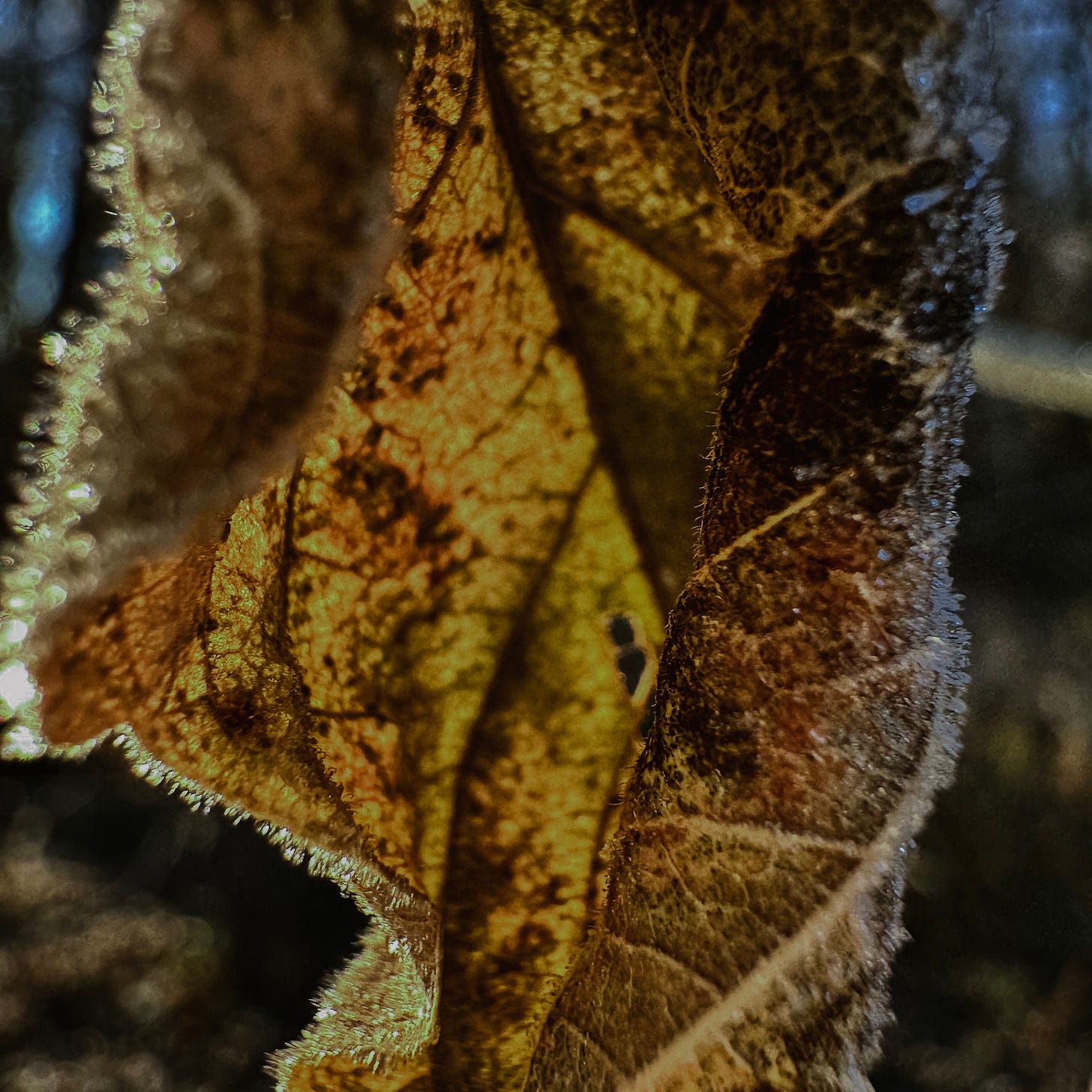 A brown leaf covered in frost