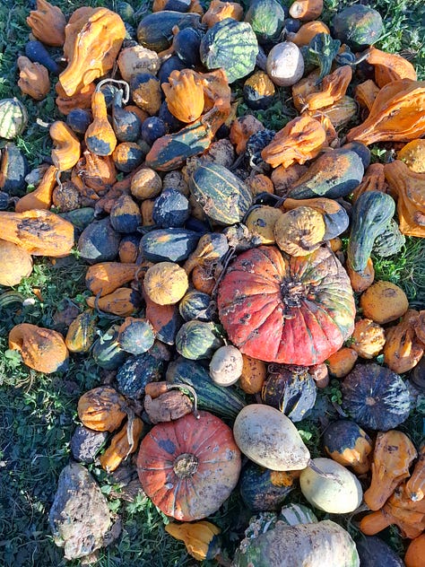 Pumpkins at the pumpkin patch