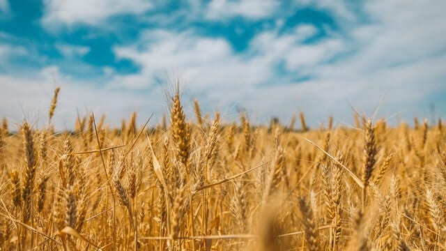 wheat field photo wheat field photo