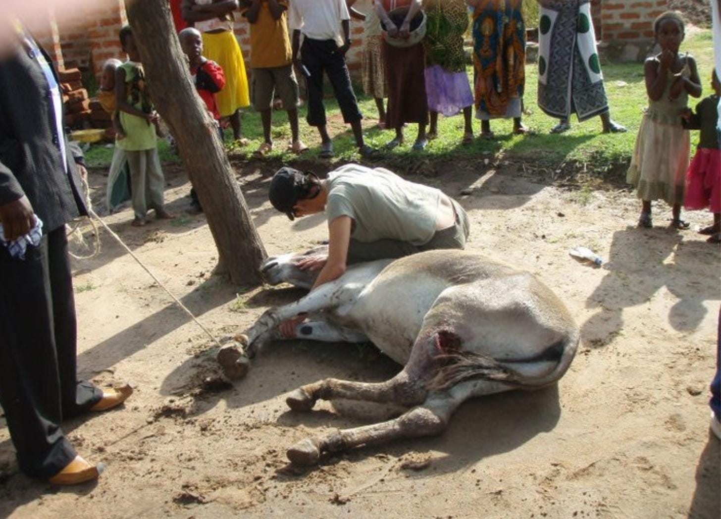 Kelly Coladarci bent over an injured donkey lying on the ground while a village crowd of women and children watches. Kelly Coladarci bent over an injured donkey lying on the ground while a village crowd of women and children watches.