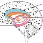 How to treat Long Covid as a brain-based (psychosomatic) illness