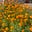 tending.my.gardens's avatar