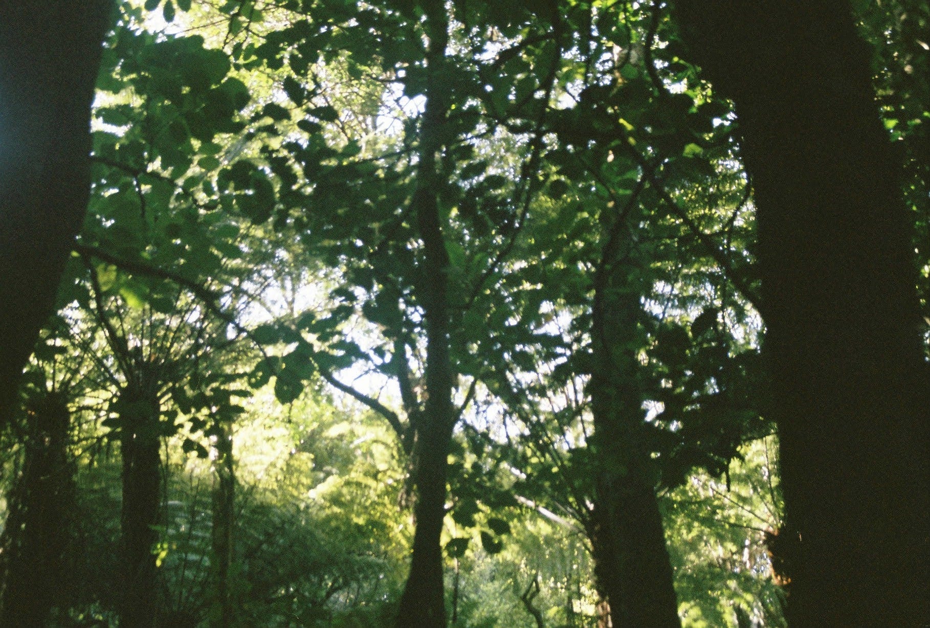 A skyward shot from beneath the canopy of thick native bush/ forest in Aotearoa New Zealand. A skyward shot from beneath the canopy of thick native bush/ forest in Aotearoa New Zealand.