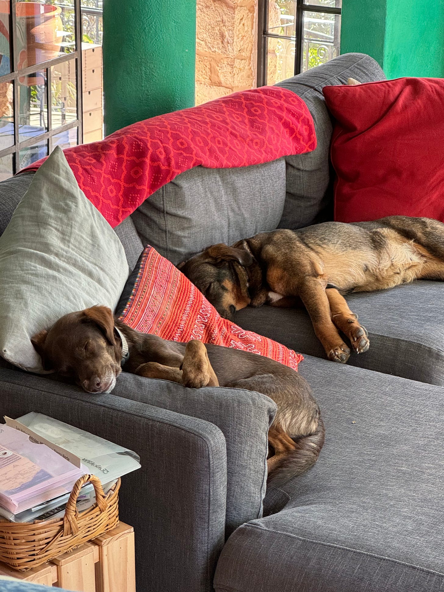 Tigre and Loo asleep on a couch.