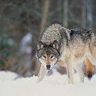 Alpha Leadership Done Right