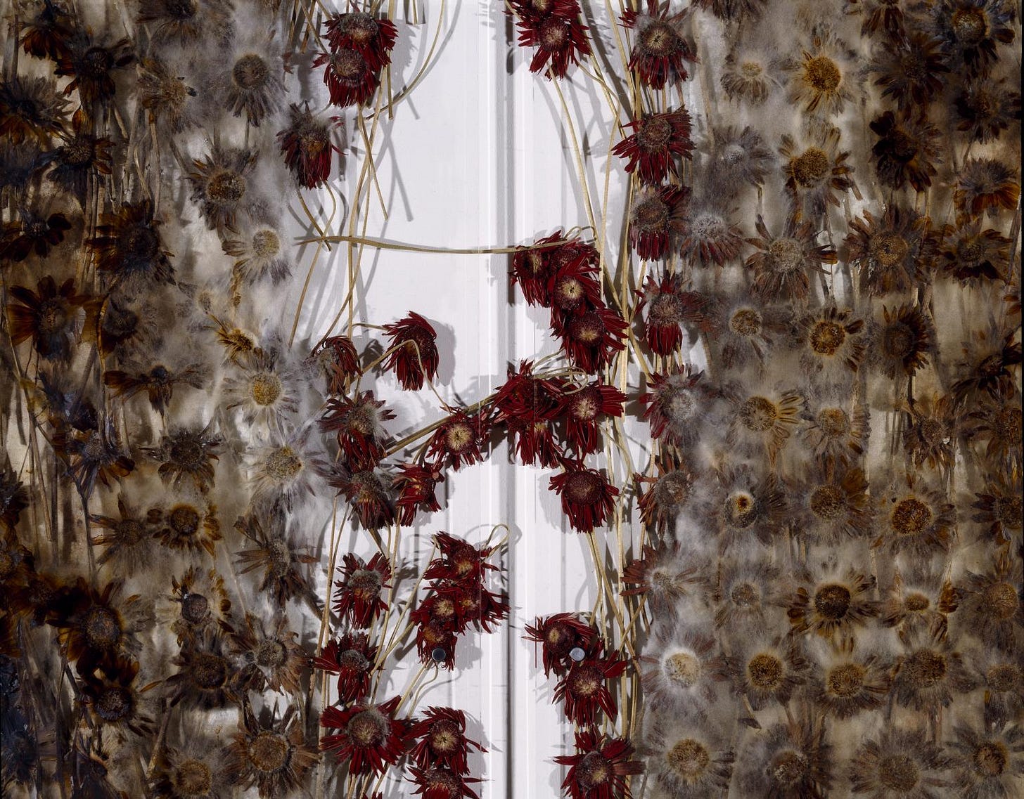 preserve 'beauty'', Anya Gallaccio, 1991–2003 | Tate