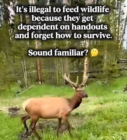 Feeding animals makes them weak.. 👀 #real #handouts #weak #viral #fyp