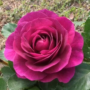 Roses Purple Roses Purple