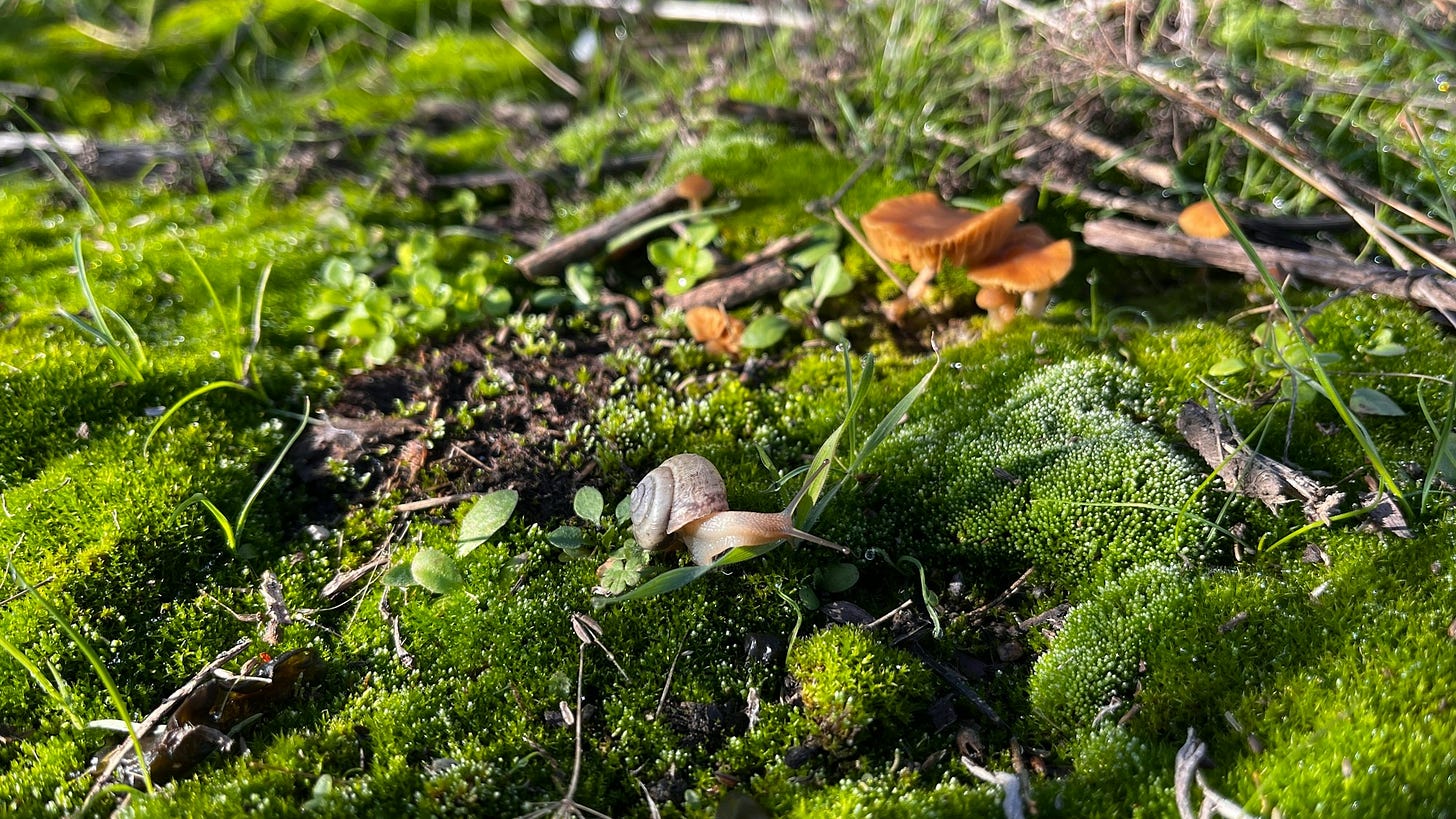 a group of mushrooms sitting on top of a lush green field