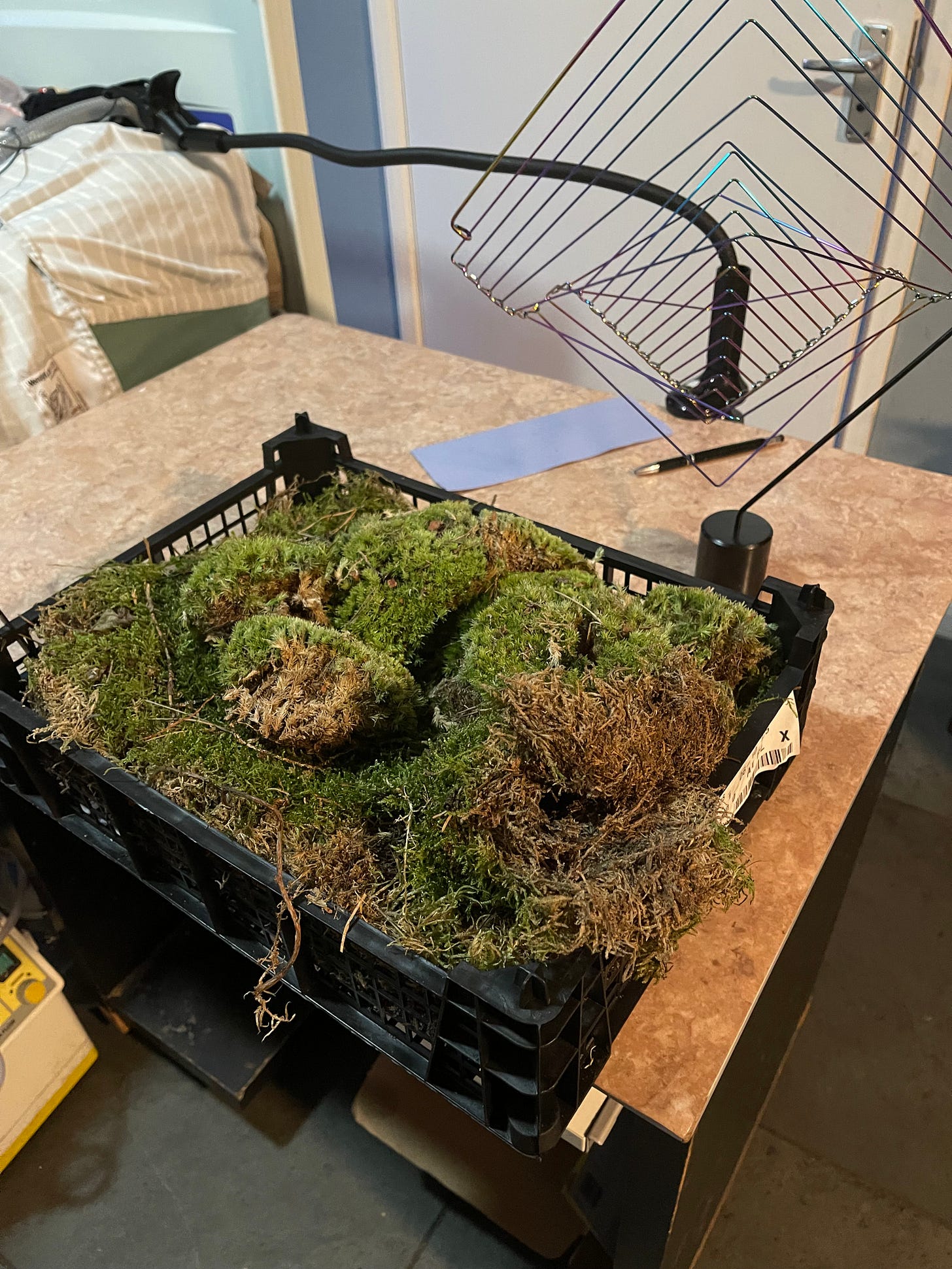 Image Description 3: Close-up of the tan top of a black table. On top of the table is an open black crate filled with moss, a metallic dynamic decorative item, and a black phone holder stand with a long arm. In the background is a small walnut side table with a snake plant in a grey plastic pot and a white plate at the bottom on top of it. END. 