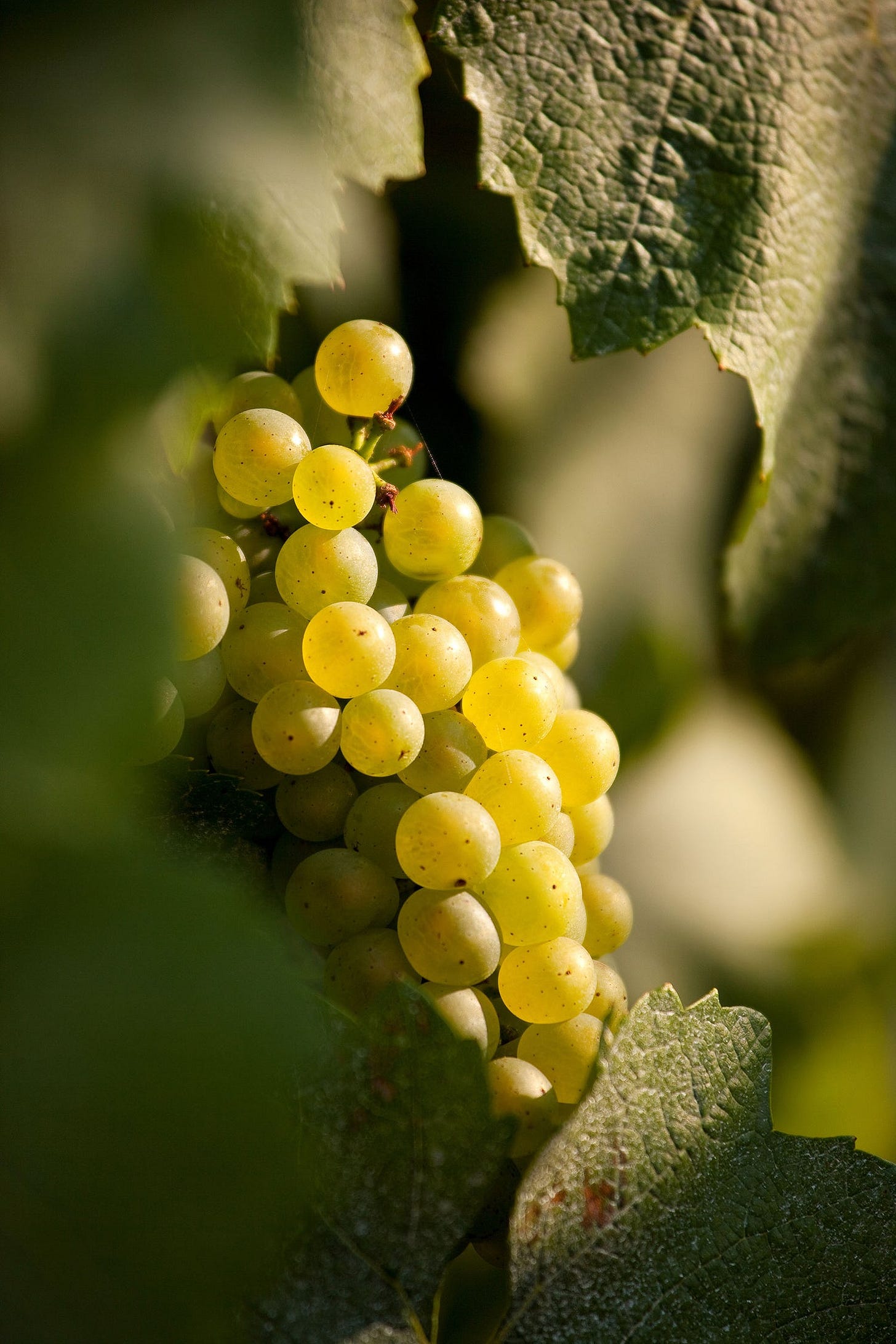 The Sourcing Table | Chenin Blanc Wines – The Sourcing Table