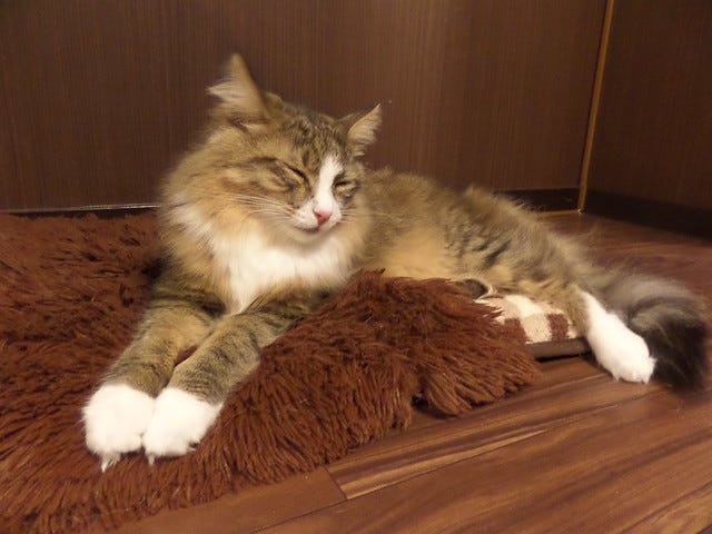 Cat Cafe Nanny Cat Cafe Nanny