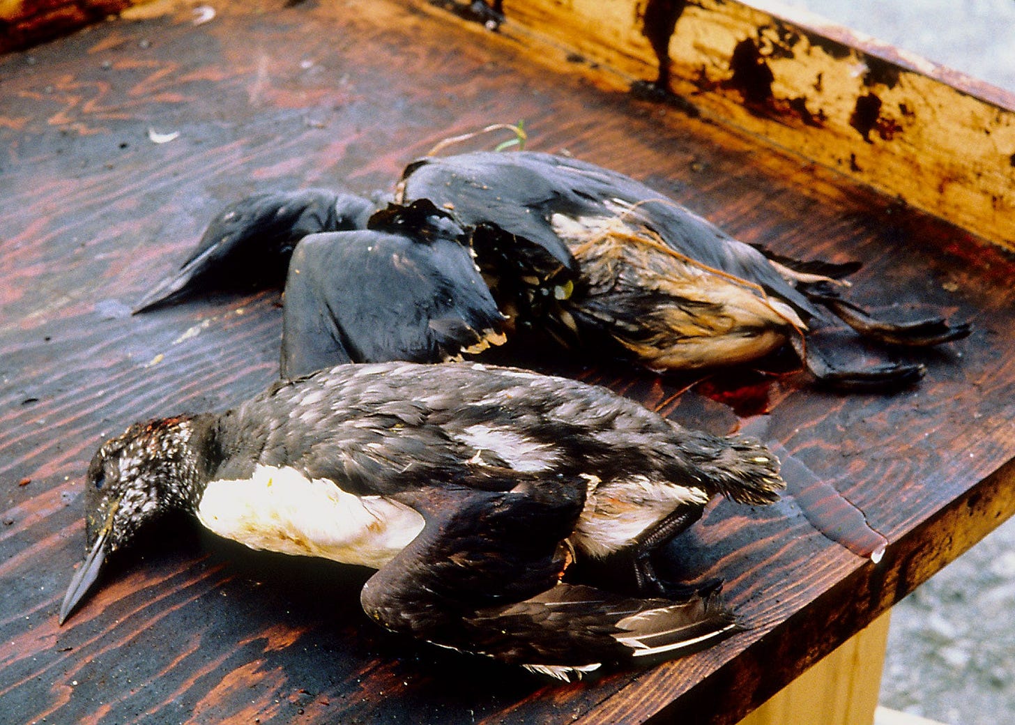 Fish covered in oil from Exxon Valdez oil spill