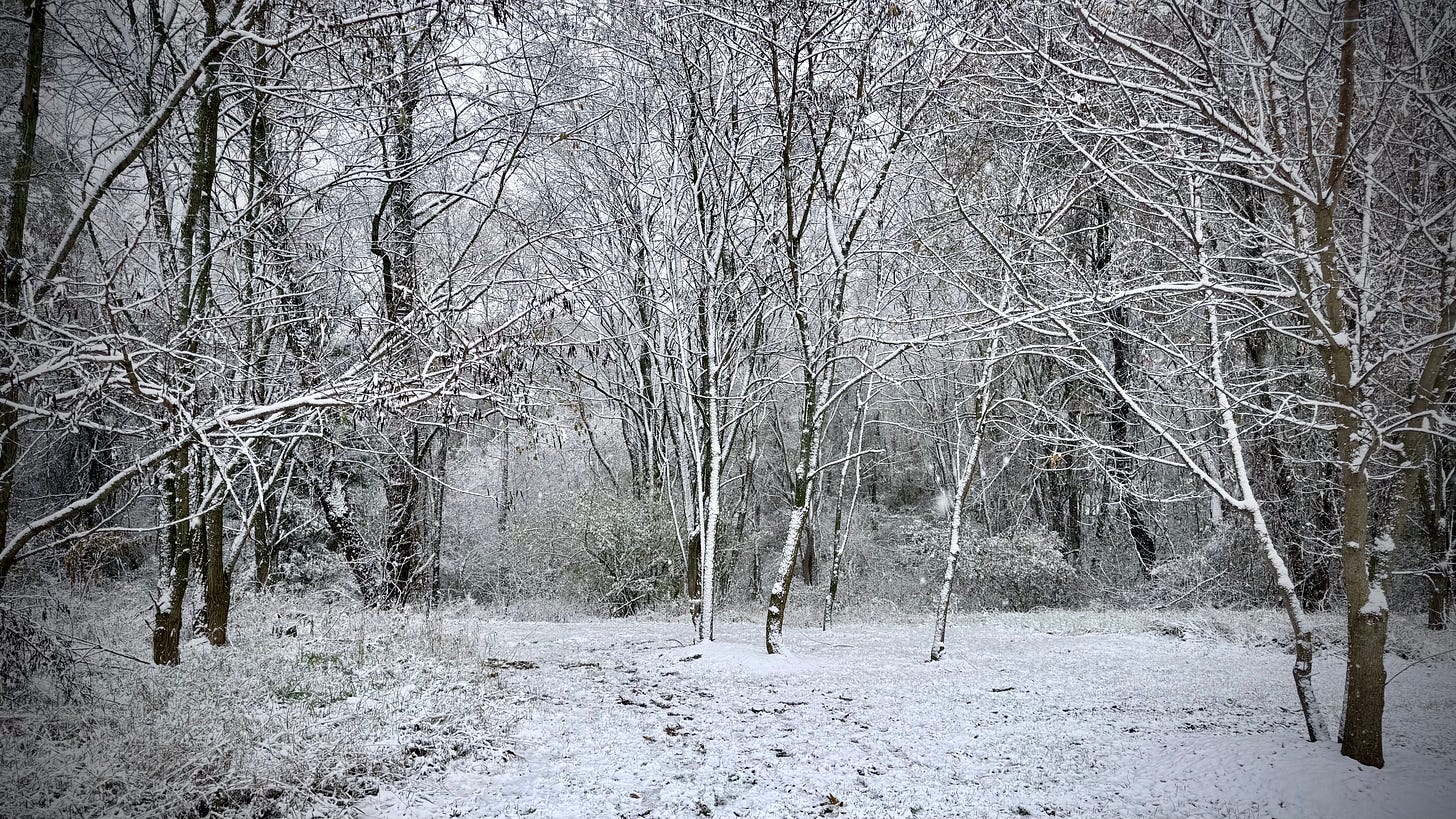 A forest scene with snow on the trees and the ground.