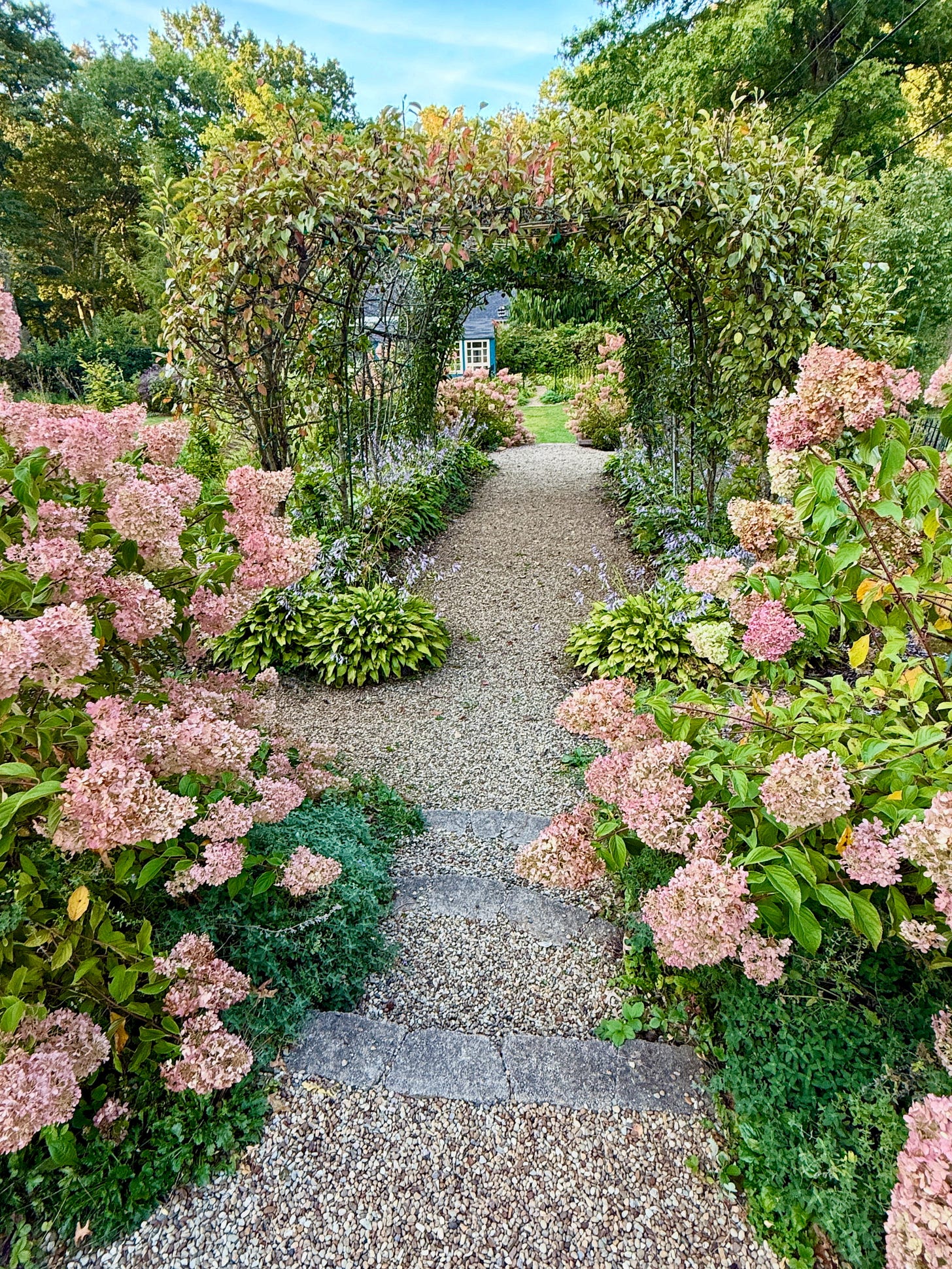 The Fruit Tunnel has come into its own in the past year. Hydrangea paniculata ‘Vanilla Strawberry’ and the Hosta lancifolia are blooming together beautifully this year.