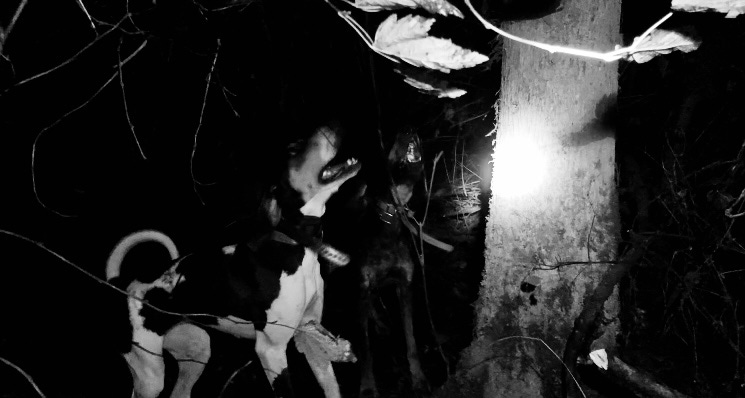 Coonhounds Treeing Raccoon Coonhounds Treeing Raccoon