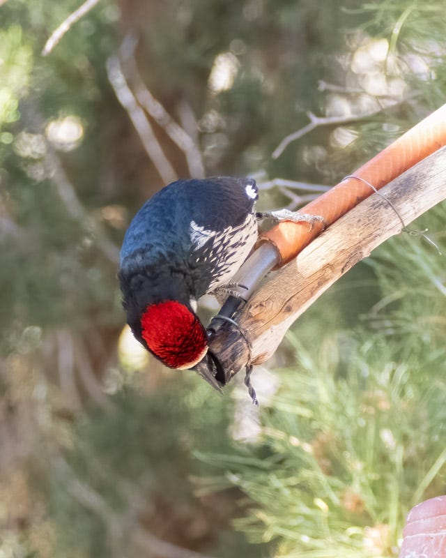 20250430-Chiricahuas-1095-Edit.jpg 20250430-Chiricahuas-1095-Edit.jpg