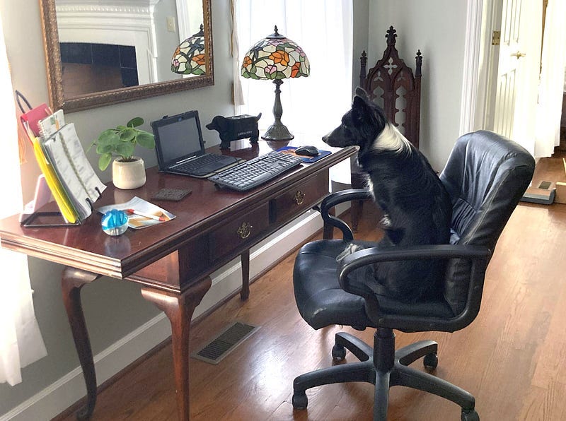 A dog sits at a desk, staring at a blank computer.