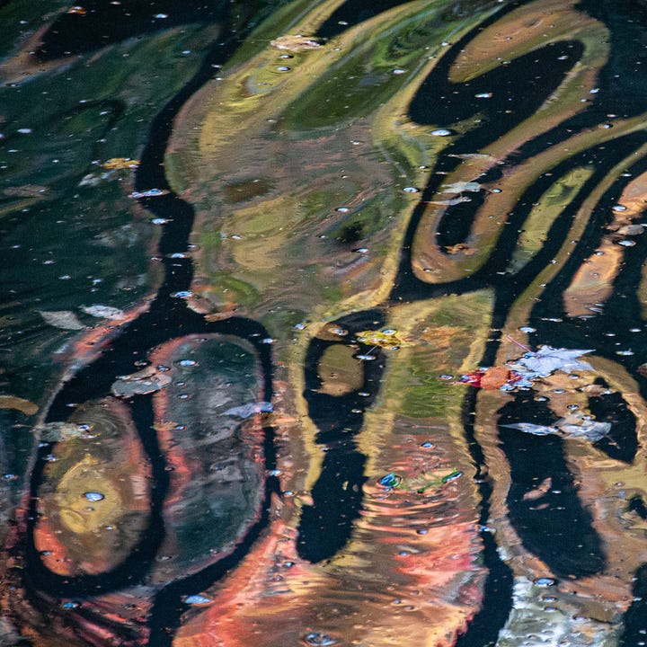 Diptych: Black tall trees with shimmering yellow light and leaves; Right: Swirls of green, orange and yellow framed by shape shifting tree shadows.