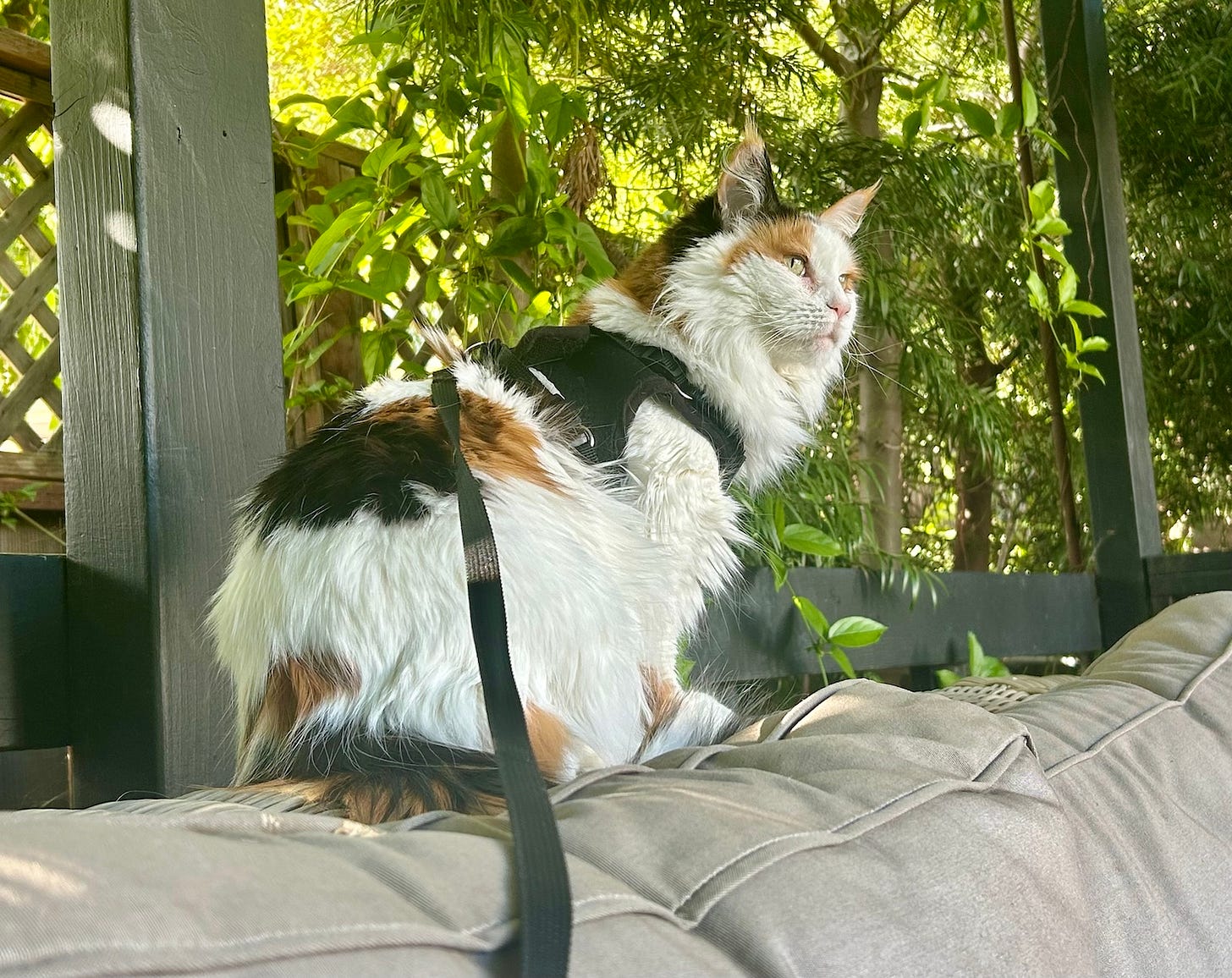 Katniss the Maine Coon lounging regally on the outdoor pergola furniture, leash attached but pride intact, surveying her backyard kingdom like a queen.