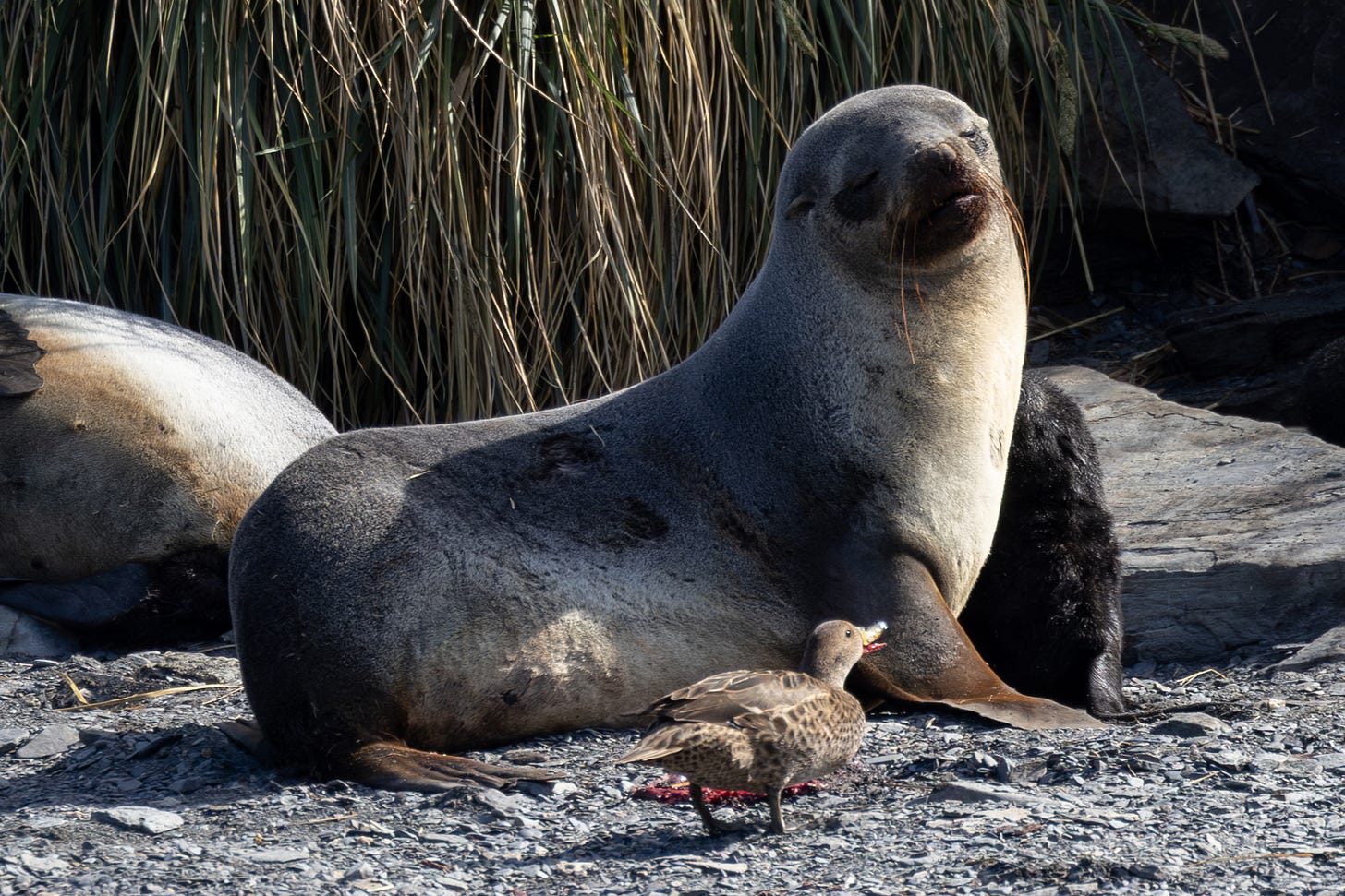 a little brown duck standing on a gravel beach, its beah stained red with blood. its body appears to be blocking a placenta. behind that is a gray fur seal with her eyes closed, and behind her, tall grass