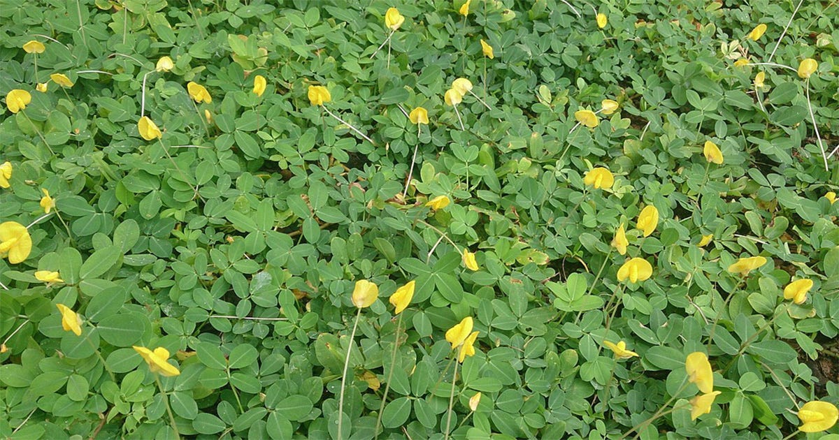 amendoim forrageiro, planta com flores amarelas