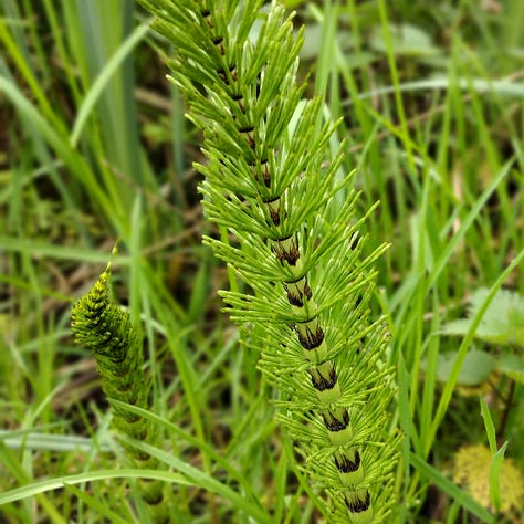 Image 1: prehistoric plants : an extremely healthy looking water horsetail with densely packed stems; image 2, close up showing a hover fly feeding on a pale green alexanders flower; image 3 is the more spaced out stem of a wood horsetail, with drooping tips, also bright, verdant green