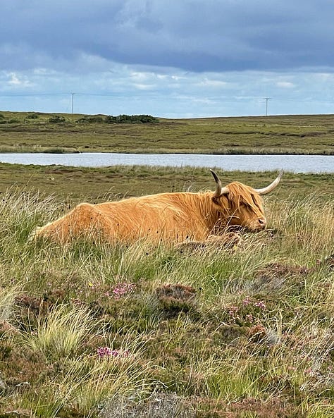 Jem and Jack, in cycle helmets stand in front of the John O'Groats sign. A picture of a highland cow, and a firey sunset about the sea burns with a bright orang