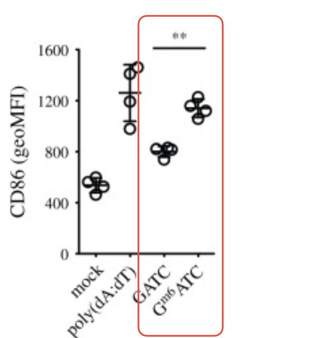 Bar graph with y-axis labeled CD86 geoMFI in parentheses geomean fluorescence intensity from 0 to 1600, x-axis shows mock-dT poly-dA-dT GATC ATC, bars with error bars and circles representing data points, red box highlights poly-dA-dT GATC ATC region, asterisk above indicates significance.