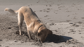 Dig GIFs - Get the best GIF on GIPHY