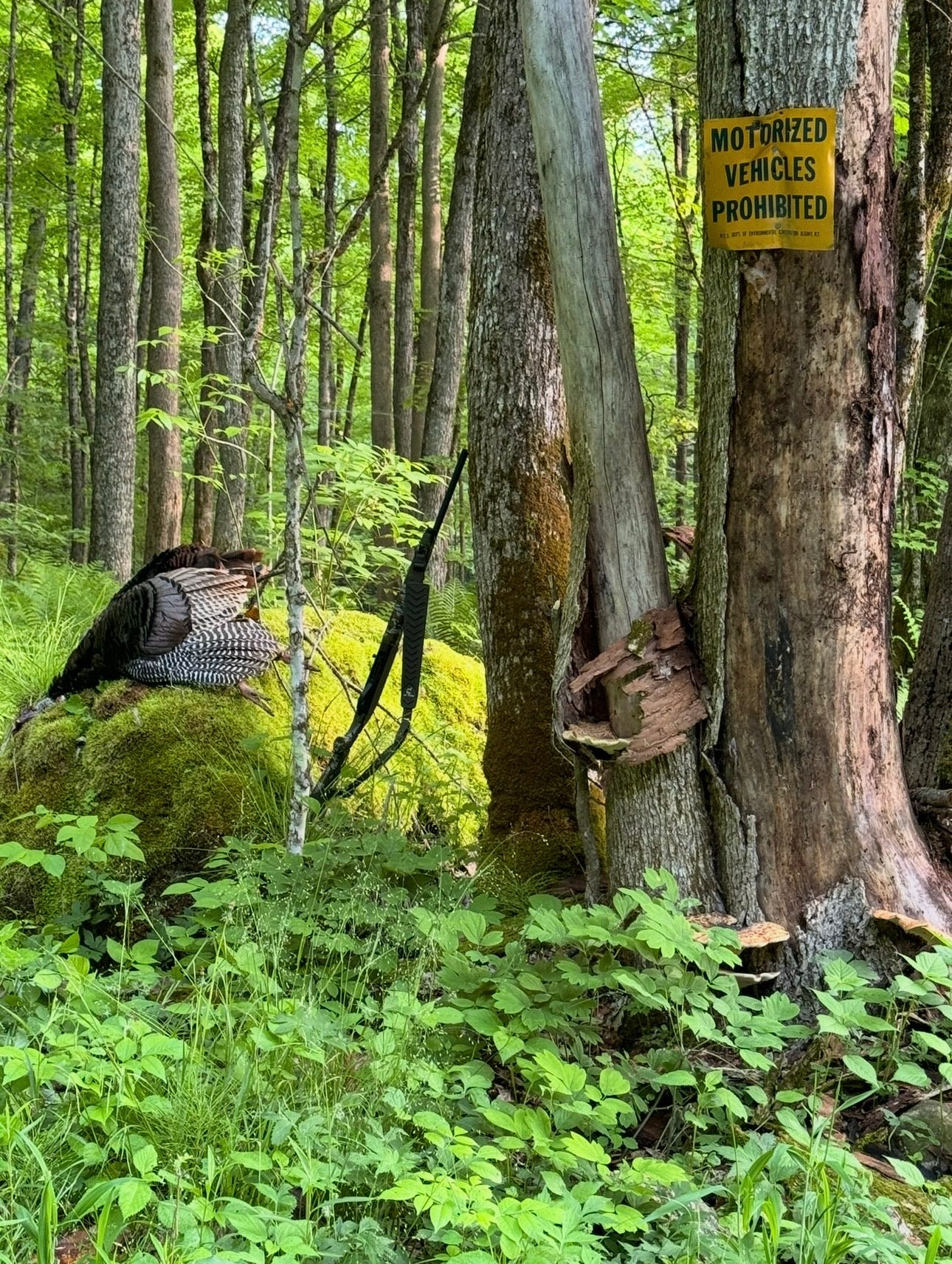 An eastern wild turkey taken by a turkey hunter.