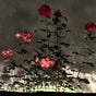 Holly Robson's avatar