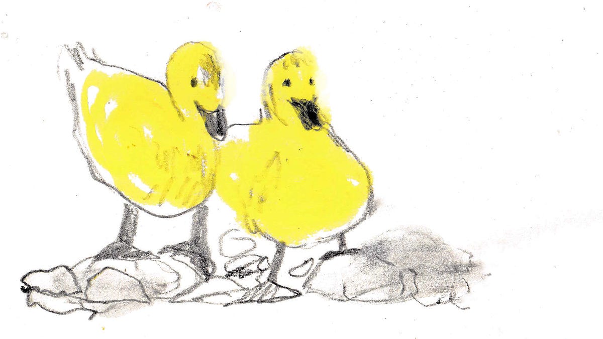 ducklings illustrated by Beth Spencer