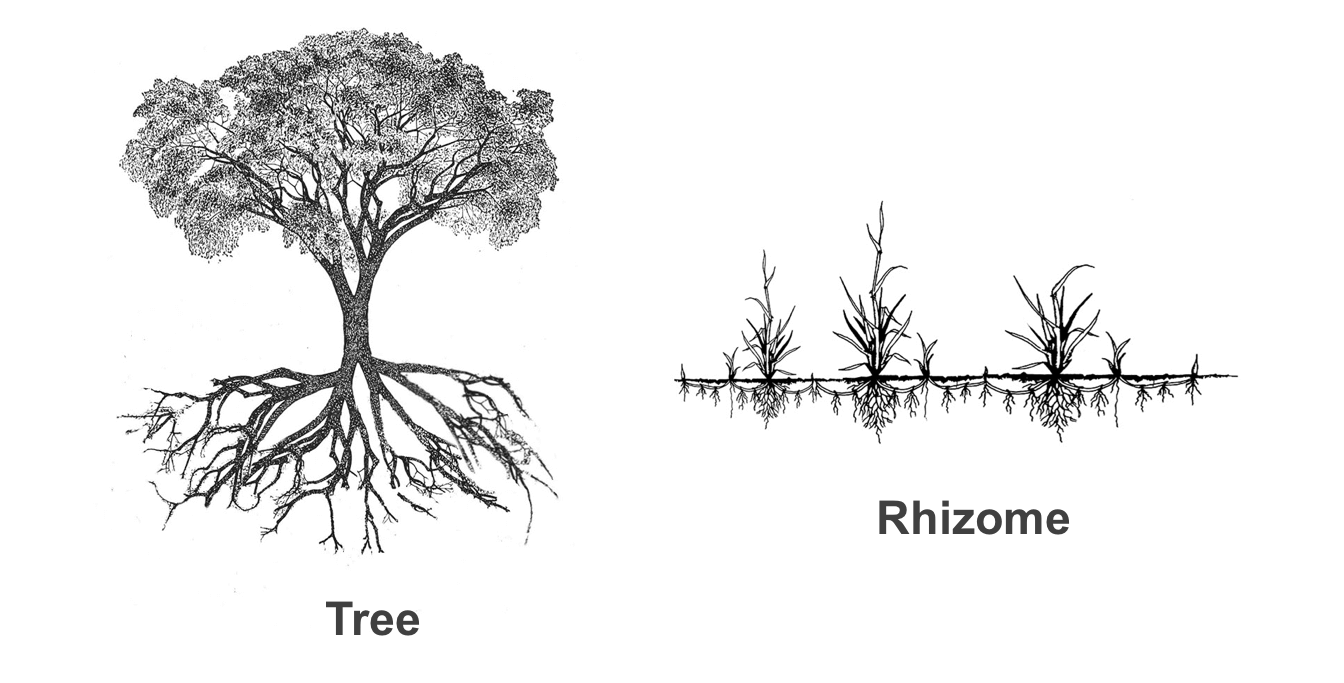 Como fugir do senso comum para inovar? Rizomas podem ajudar - O Futuro das  Coisas