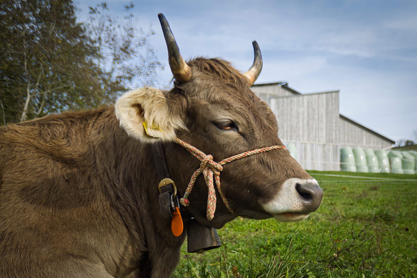 Eine Original Braunvieh-Kuh mit dunklem Fell, hellen Ohren und kurzen Hörnern steht auf einer grünen Weide vor einem modernen Holzstall. Am Hals trägt sie ein Seilhalfter, eine Glocke und eine gelbe Ohrmarke. Im Hintergrund sind Siloballen und herbstliche Bäume zu sehen. Eine Original Braunvieh-Kuh mit dunklem Fell, hellen Ohren und kurzen Hörnern steht auf einer grünen Weide vor einem modernen Holzstall. Am Hals trägt sie ein Seilhalfter, eine Glocke und eine gelbe Ohrmarke. Im Hintergrund sind Siloballen und herbstliche Bäume zu sehen.