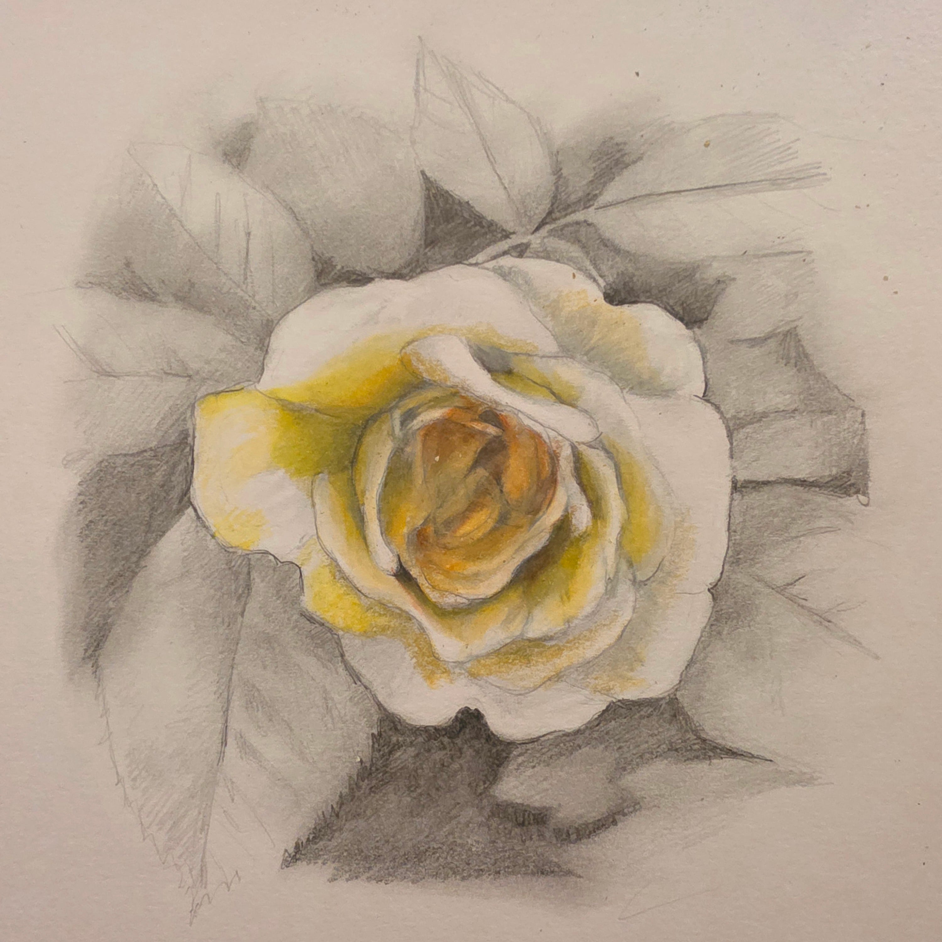 Rose Powder Drawing Step by step drawing of a Rose - by Camilla Rose Imanuelsen