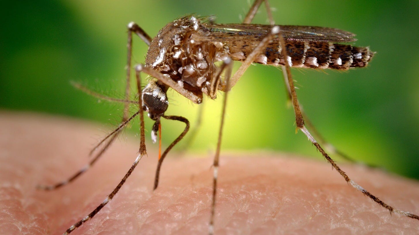 An Aedes aegypti mosquito, the species that spreads dengue. Image: James Gathany, CDC, via Wikimedia Commons An Aedes aegypti mosquito, the species that spreads dengue. Image: James Gathany, CDC, via Wikimedia Commons