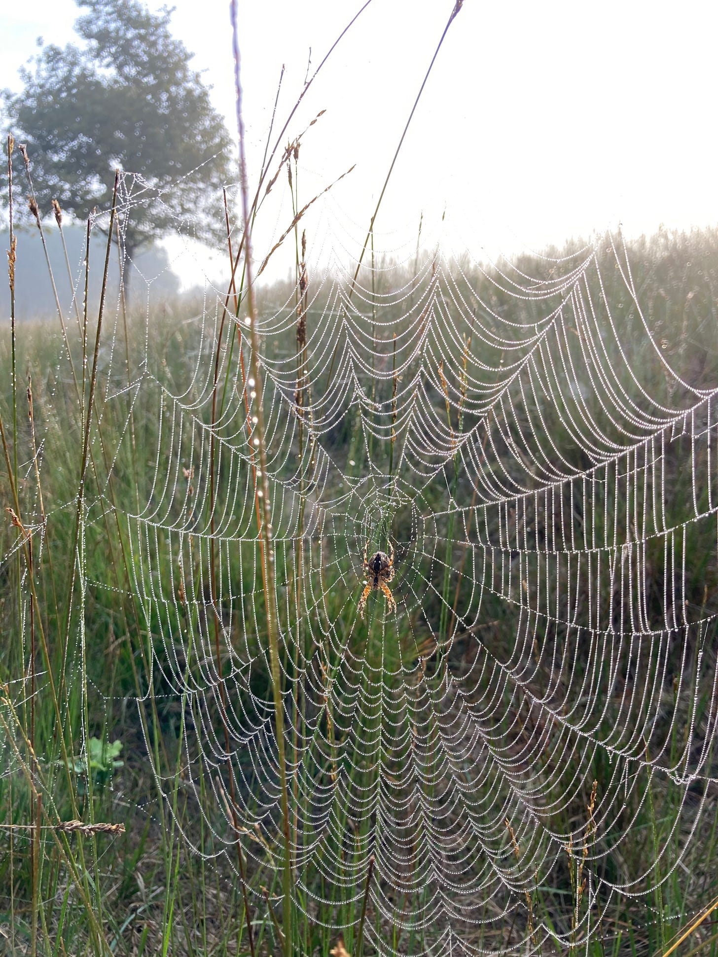 Spider catching its feed