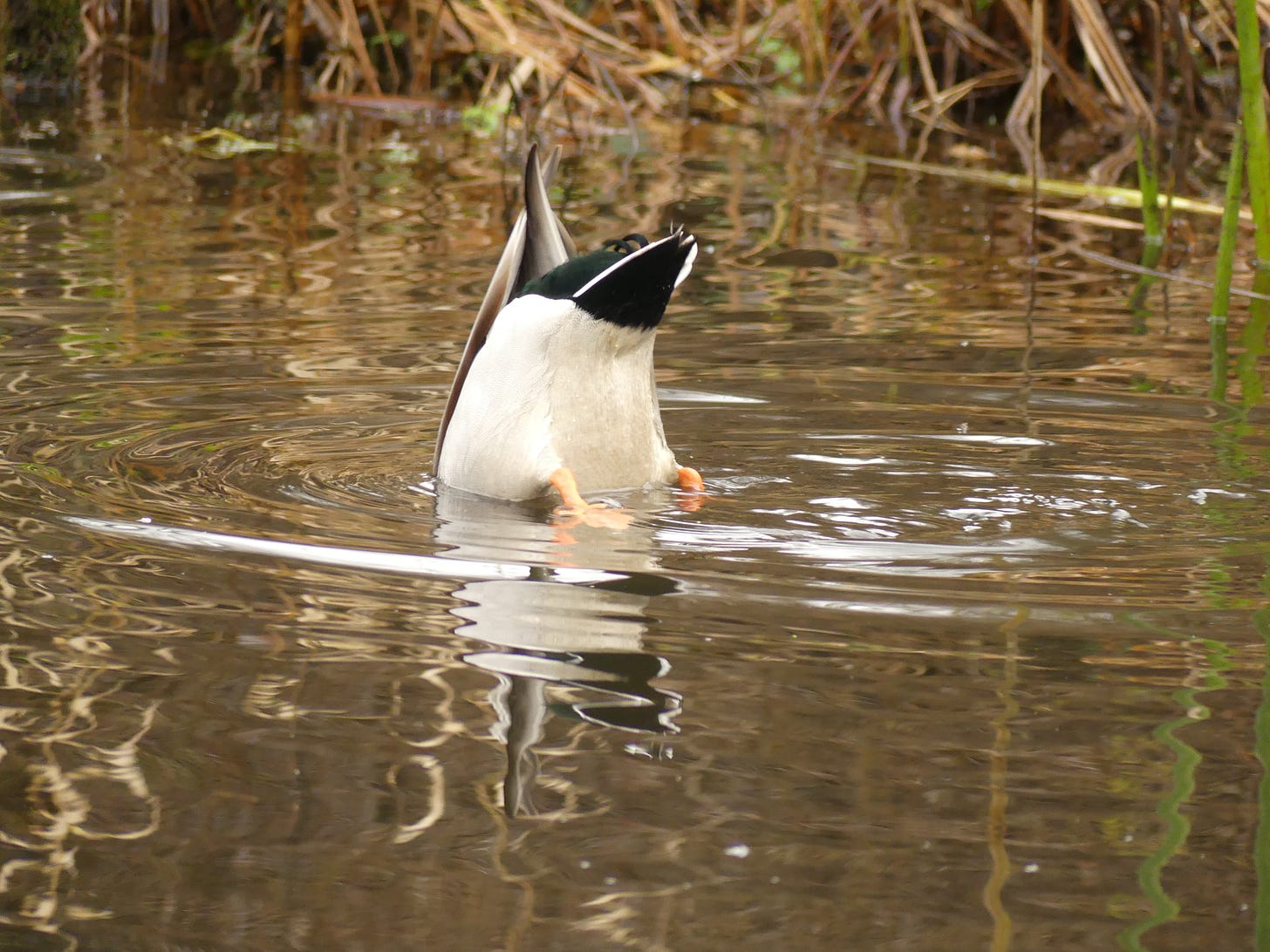 a duck butt